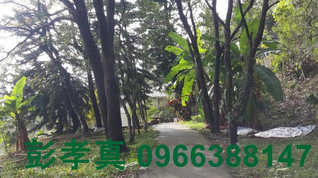 台中林地-9