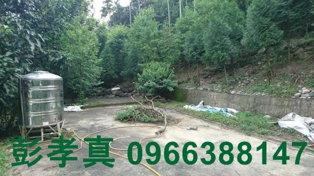 台中林地-6